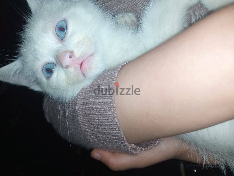 قطه شيرازي بيضاء عيونها زرقاء جميله 0