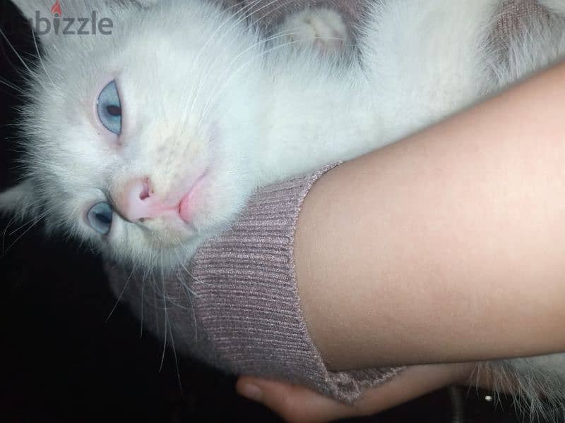 قطه شيرازي بيضاء عيونها زرقاء جميله 2