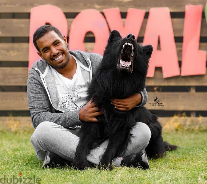 Best Royal black puppies 6