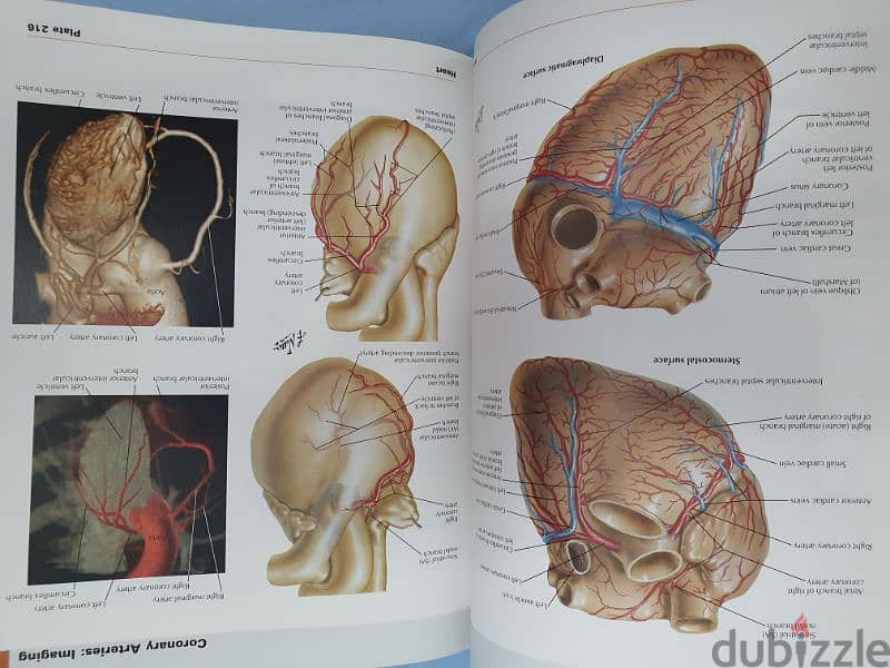 Netter Atlas of human anatomy 2