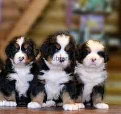 Bernese mountain dog From Russia