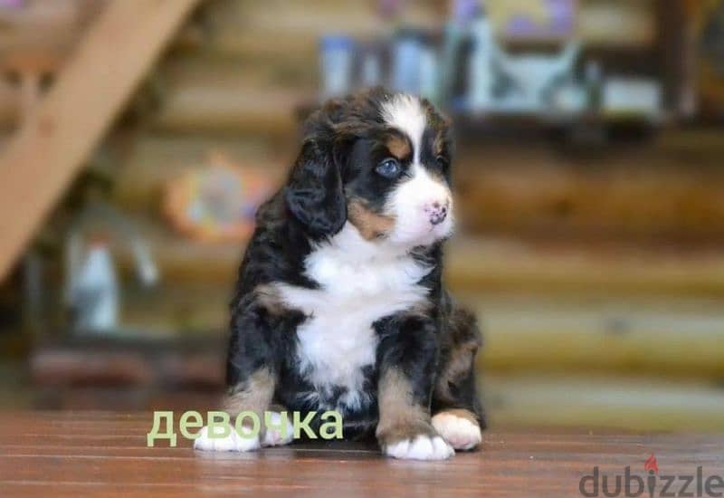 Bernese mountain dog From Russia 1