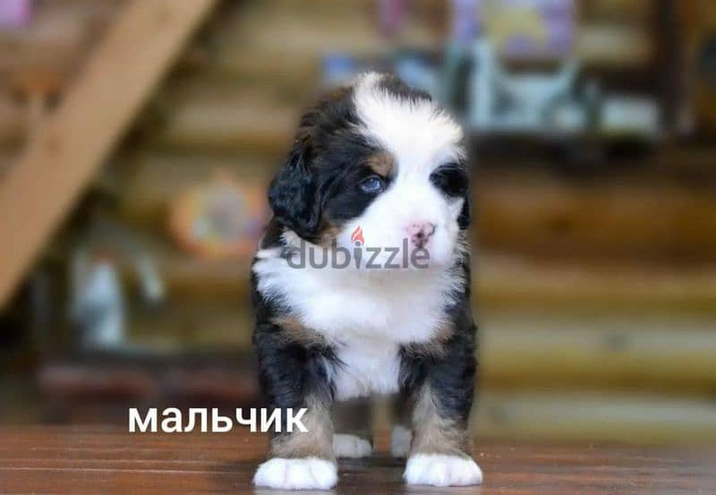 Bernese mountain dog From Russia 5