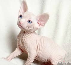 Candian Sphynx Male From Russia 0