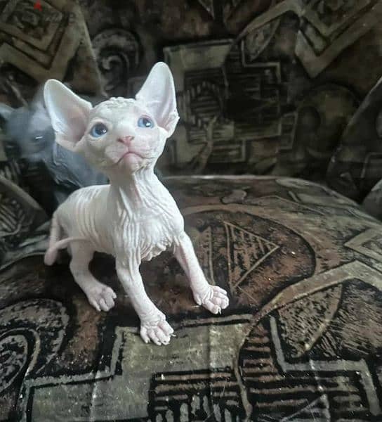 Candian Sphynx Male From Russia 1