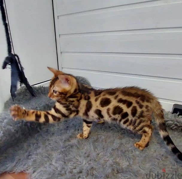Gorgeous Bengals From Russia 1