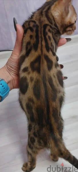 Gorgeous Bengals From Russia 3