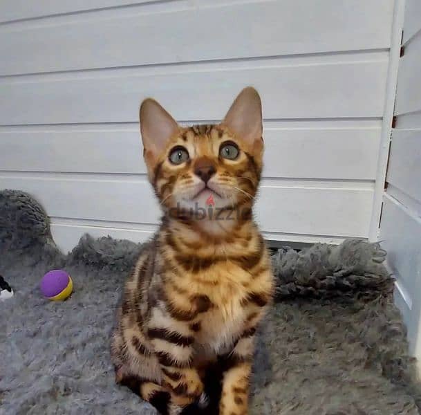 Gorgeous Bengals From Russia 5