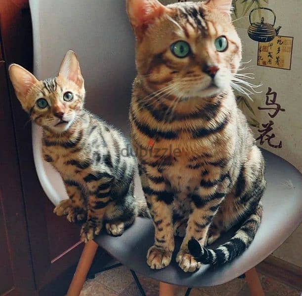 Gorgeous Bengals From Russia 7