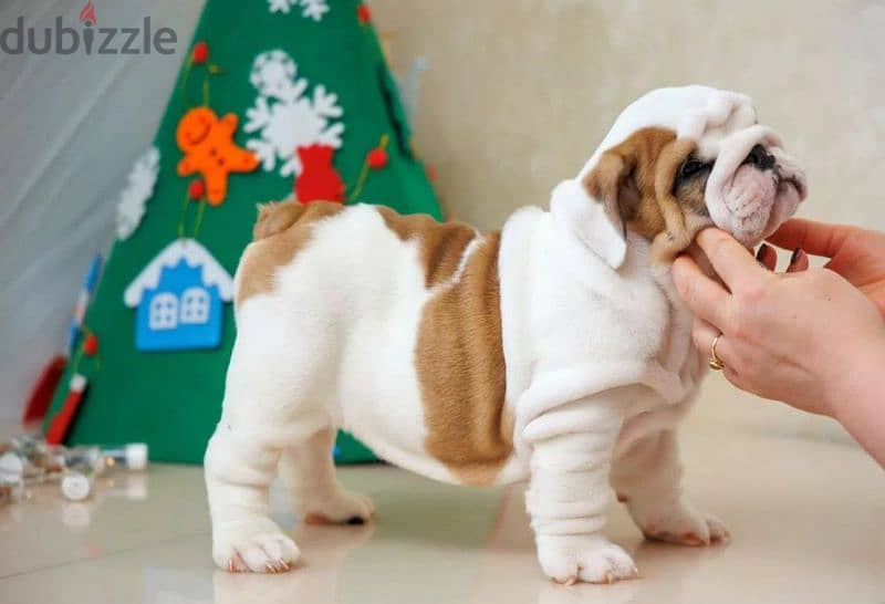 English bulldog puppies from Russia with Full Documents 1