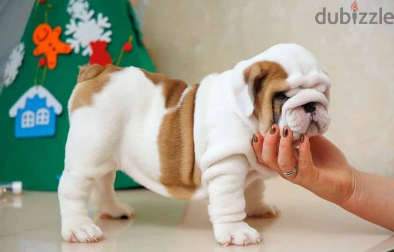 English bulldog puppies from Russia with Full Documents 2