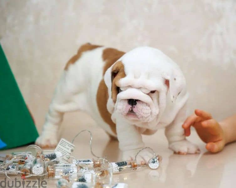 English bulldog puppies from Russia with Full Documents 4