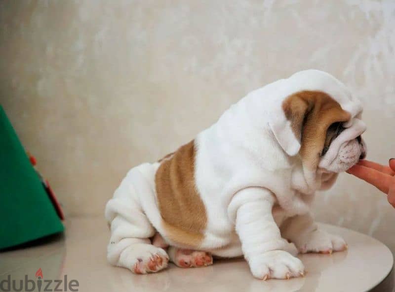 English bulldog puppies from Russia with Full Documents 5