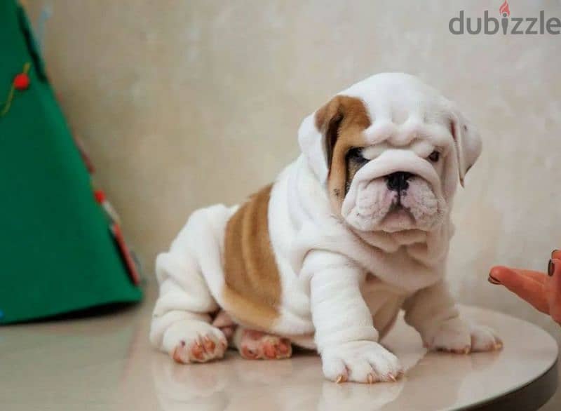 English bulldog puppies from Russia with Full Documents 6