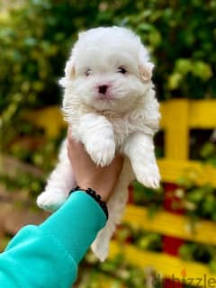 Adorable havanese puppy’s top quality هفانيز