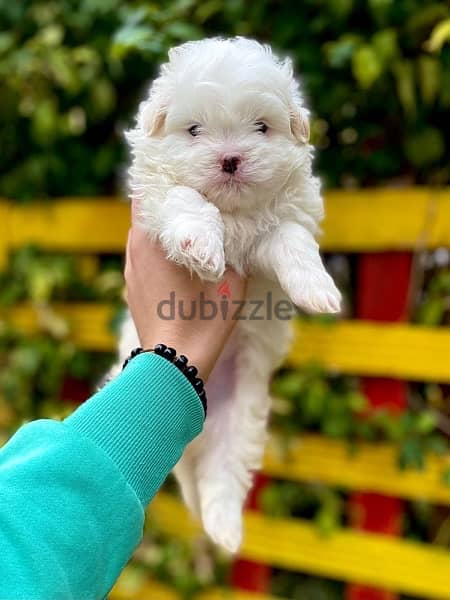 Adorable havanese puppy’s top quality هفانيز 1