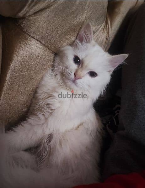 قطة شيرازي للبيع في العاشر من رمضان 3