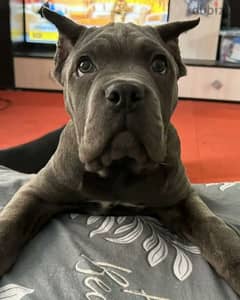 Cane Corso From Russia Male with Full Documents 0