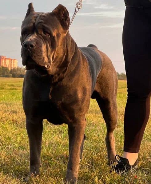 Cane Corso From Russia Male with Full Documents 1