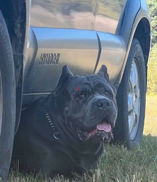 Cane Corso From Russia Male with Full Documents 2