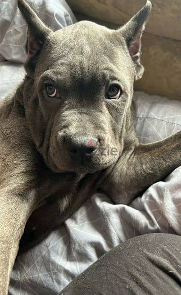 Cane Corso From Russia Male with Full Documents 3