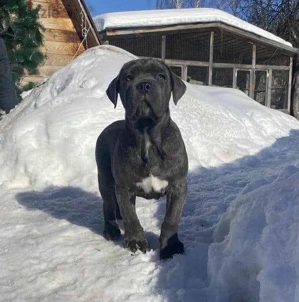 Cane Corso puppies From Russia 1
