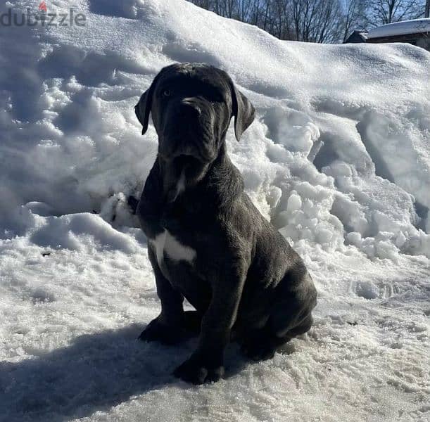 Cane Corso puppies From Russia 2
