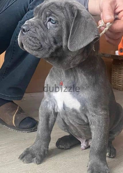 Cane Corso puppies From Russia 3