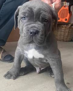 Cane Corso puppies From Russia