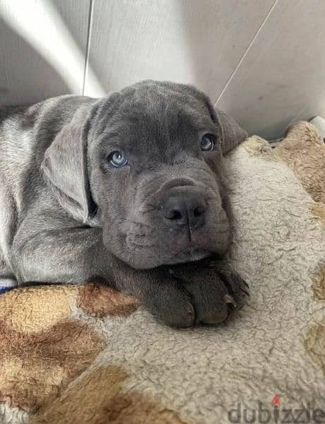 Cane Corso puppies From Russia 5