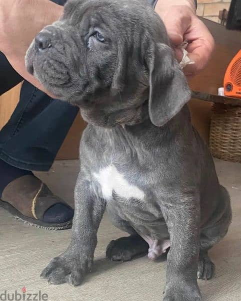 Cane Corso puppies From Russia 6