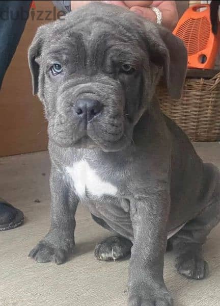 Cane Corso puppies From Russia 7