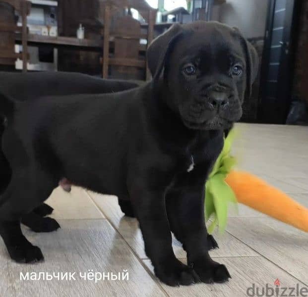 Puppies Of the Italian Cane Cosro Are offered From Russia 2