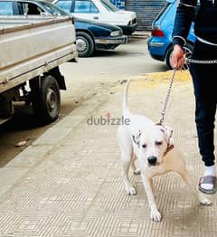 Dogo Argentino dog