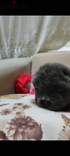Chow Chow puppies 0
