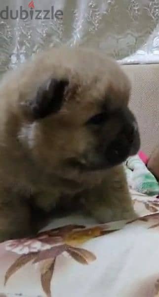 Chow Chow puppies 1
