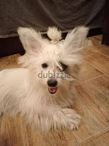كلبة جريفون للبيع - Female Griffon Dog for Sale 0