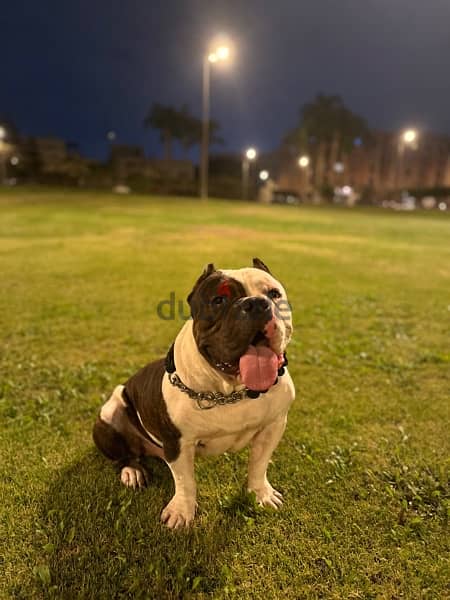 American bully for mating 1