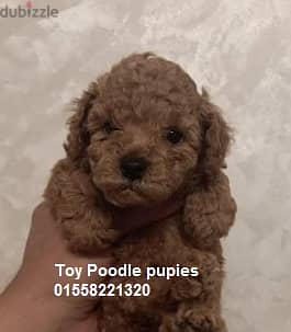 Toy poodle 1