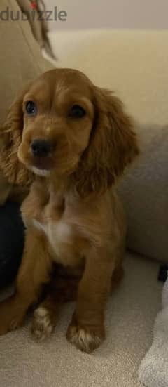 Olx cocker spaniel for 2024 sale