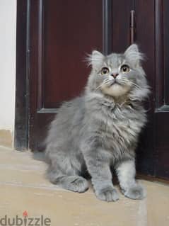 قطه شيرازي. . . . . . . . اسمها بوسي 0