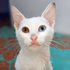 قطه خاو ماني ذات العيون الساحره فصيله تايلاندي نادره عمرها 6 شهور