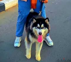 كلب الاسكا هاسكي سنه و 3 شهور  بسعر لاقته 0