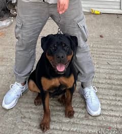 ROTTWEILER  female (6-7) Monthes WhatsApp only