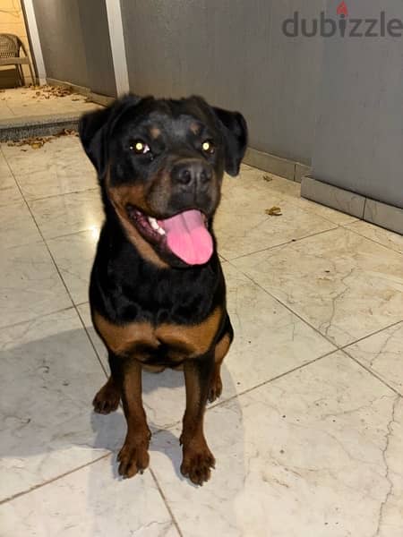 ROTTWEILER  female (6-7) Monthes WhatsApp only 1