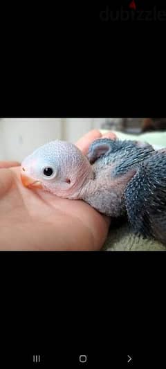 baby parrot dora 0