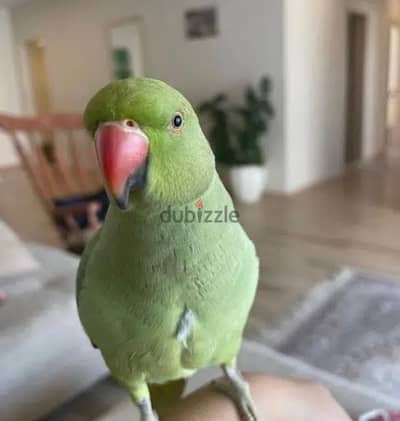 بغبغان دره هندي متكلم و مدرب