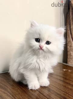 قطه شيرازي انثي بيضاء لعبيه وشقيه جداً عمرها ٦٠ يوم، بجميع مشتمالاتها 0