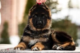 German shepherd short hair and long hair from russia fci