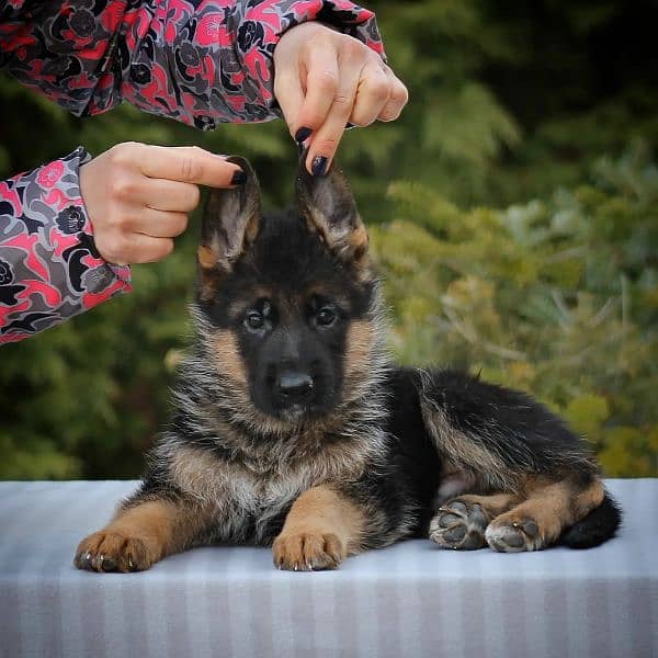 German shepherd short hair and long hair from russia fci 1